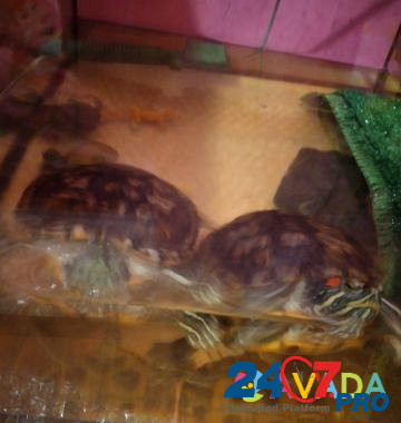 Черепаха Chaykovskiy - photo 4