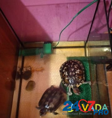 Черепаха Chaykovskiy - photo 1