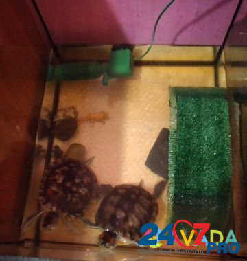 Черепаха Chaykovskiy - photo 2