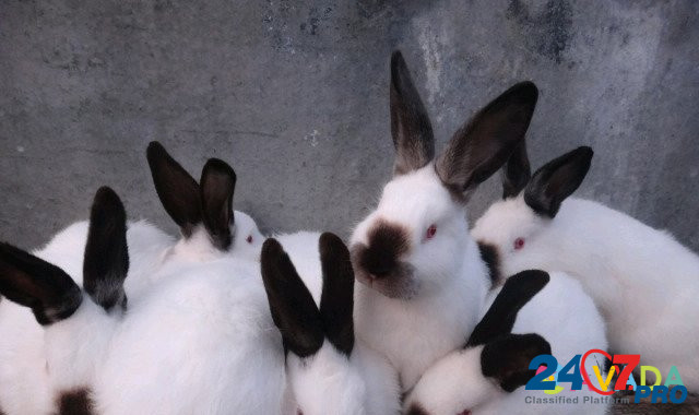 Кролики породы калифорниец Polysayevo - photo 1