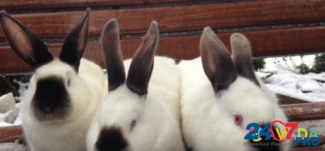 Кролики породы калифорниец Polysayevo - photo 2