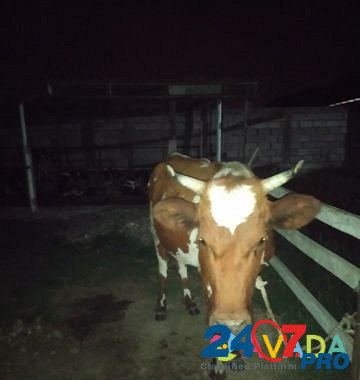 Корова Goyty - photo 1