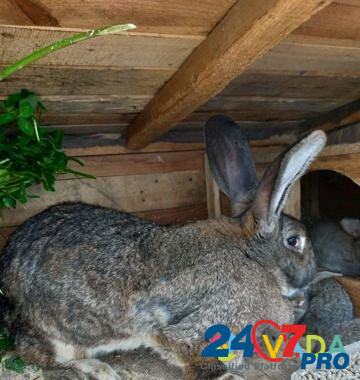 Кролики Nizhnevartovsk - photo 3