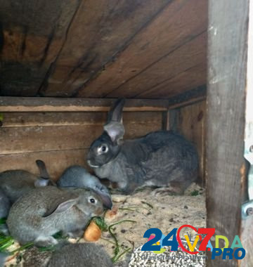 Кролики Nizhnevartovsk - photo 2