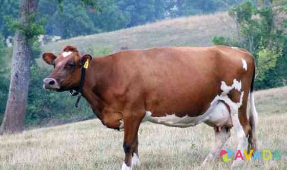 Корова Anapa