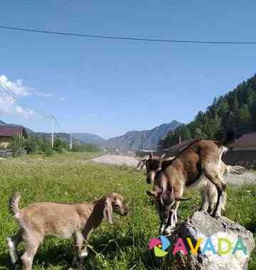 Нубийский козел. Красивые козлята Gorno-Altaysk