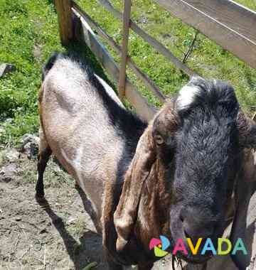 Нубийский козел. Красивые козлята Gorno-Altaysk