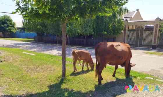 Корова с телёнкам Аргун