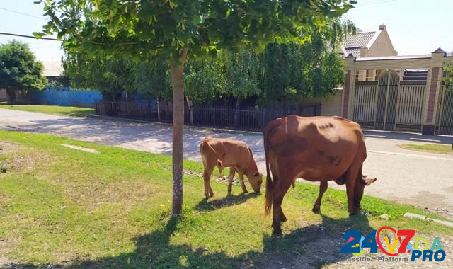 Корова с телёнкам Argun - photo 2