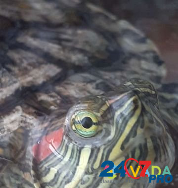 Черепаха Nal'chik - photo 1
