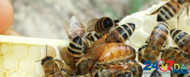 Пчелопакеты Tol'yatti - photo 2