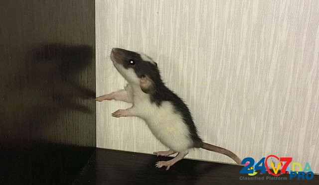 Крысята Краснодар - изображение 3
