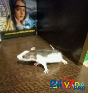 Крысята Краснодар - изображение 2