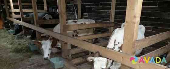 Коровы обмен на выброковку Naro-Fominsk