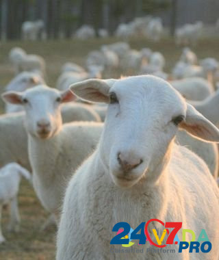Продам овец и коз Змиевка - изображение 1