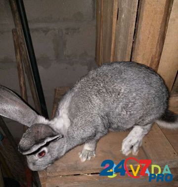 Кролик Черкесск - изображение 1