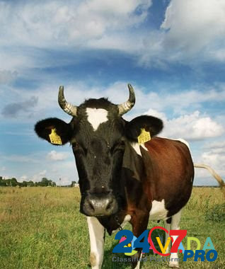 Коровы и телка на продажу Димитровград - изображение 1