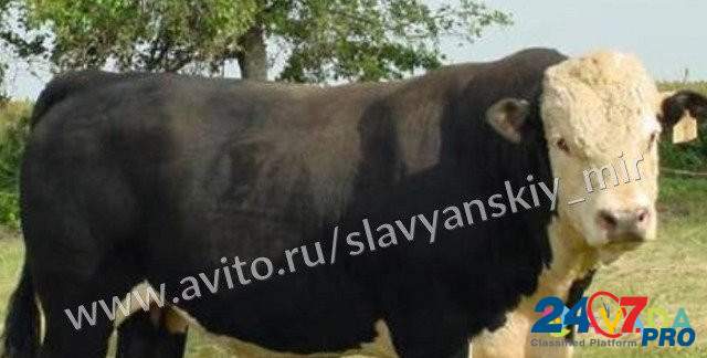 Телята бычки мясные Gul'kevichi - photo 3