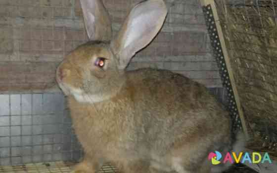 Кролики калифорнийской породы Meleuz