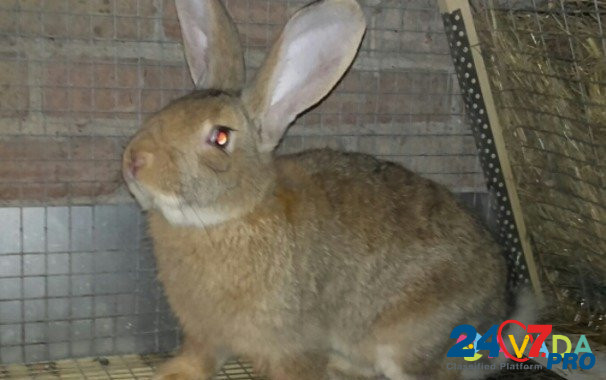 Кролики калифорнийской породы Meleuz - photo 2
