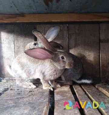 Кролики породы Фландр Zemetchino