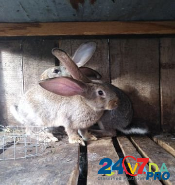 Кролики породы Фландр Земетчино - изображение 2