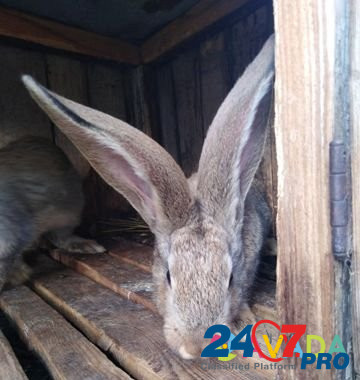 Кролики породы Фландр Zemetchino - photo 3