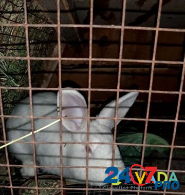 Кролик Chernyanka - photo 1