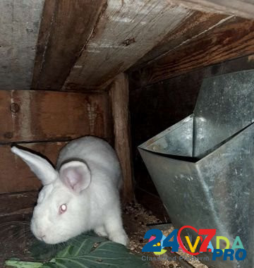 Кролик Chernyanka - photo 2