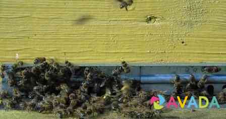 Пчелосемьи, сушь Калининград