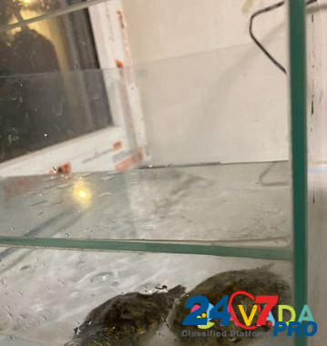 Черепаха Ставрополь - изображение 2