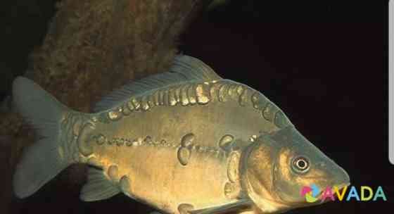 Рыба живая Карп,карась,белый амур Agalatovo