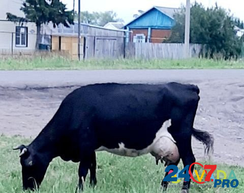 Корова Тюкалинск - изображение 1