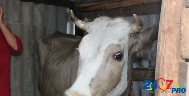 Корова Нововоронеж - изображение 1