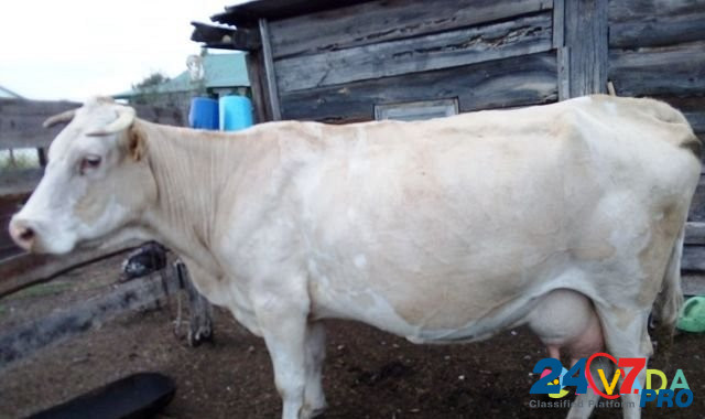 Продается корова Yermolayevo - photo 1