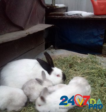 Кролики Sal'sk - photo 3