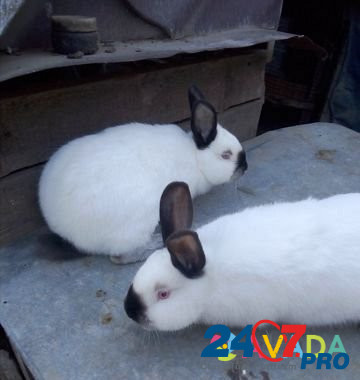 Кролики Sal'sk - photo 4