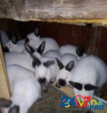Кролики Sal'sk - photo 5