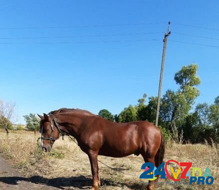 Лошадь Nizhniy Kislyay - photo 4
