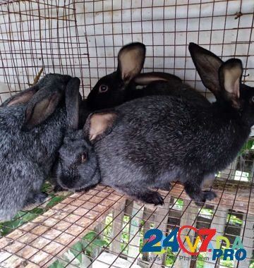 Кролики Saratov - photo 2