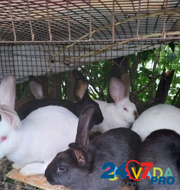 Кролики Saratov - photo 1