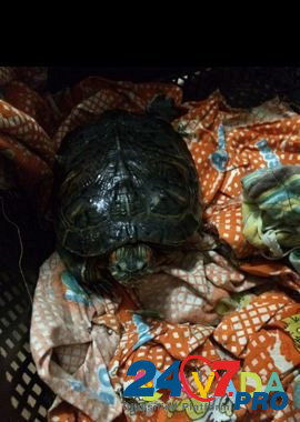 Красноухая черепаха (водная) Альметьевск - изображение 1