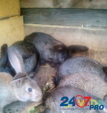Кролики Kurgan - photo 5