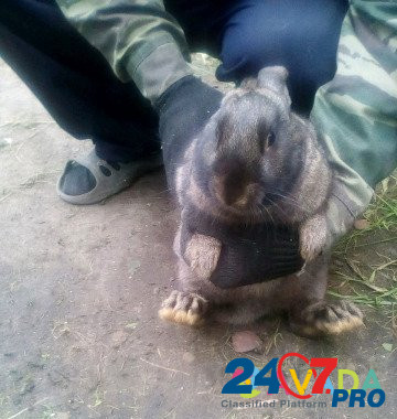 Кролики Kurgan - photo 7