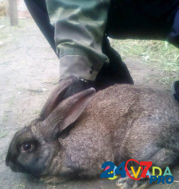 Кролики Kurgan - photo 6