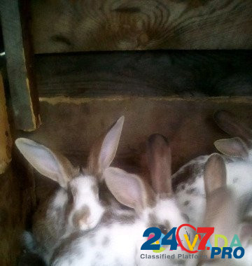 Кролики Kurgan - photo 3