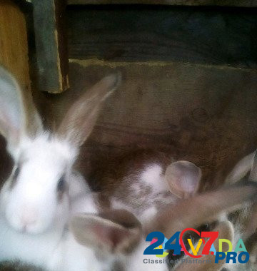 Кролики Kurgan - photo 2