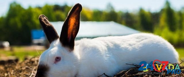 Продам кроликов Курск - изображение 1