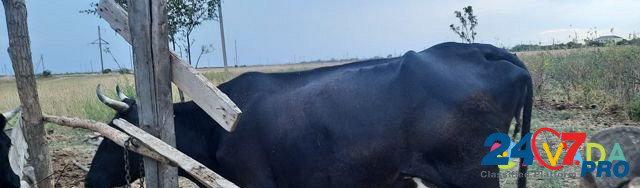 Корывы бики Kazanskaya - photo 4