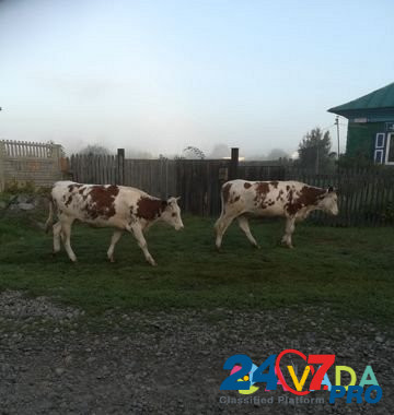 Коровы Biysk - photo 2